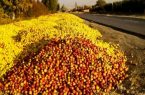 پرداخت تسهیلات چهار درصدی برای خرید سیب زیردرختی در آذربایجان‌شرقی