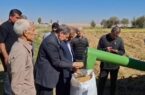 مشایخی: ۱۵ هزار تن برنج از شالیزارهای میانه برداشت شده است