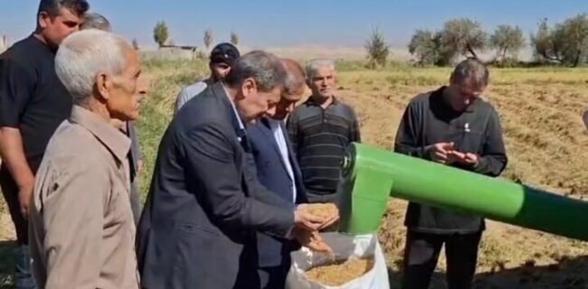 مشایخی: ۱۵ هزار تن برنج از شالیزارهای میانه برداشت شده است